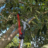 4m 6m 10m Telescopic Scissors Pruning Branch Height Saw Garden Tools